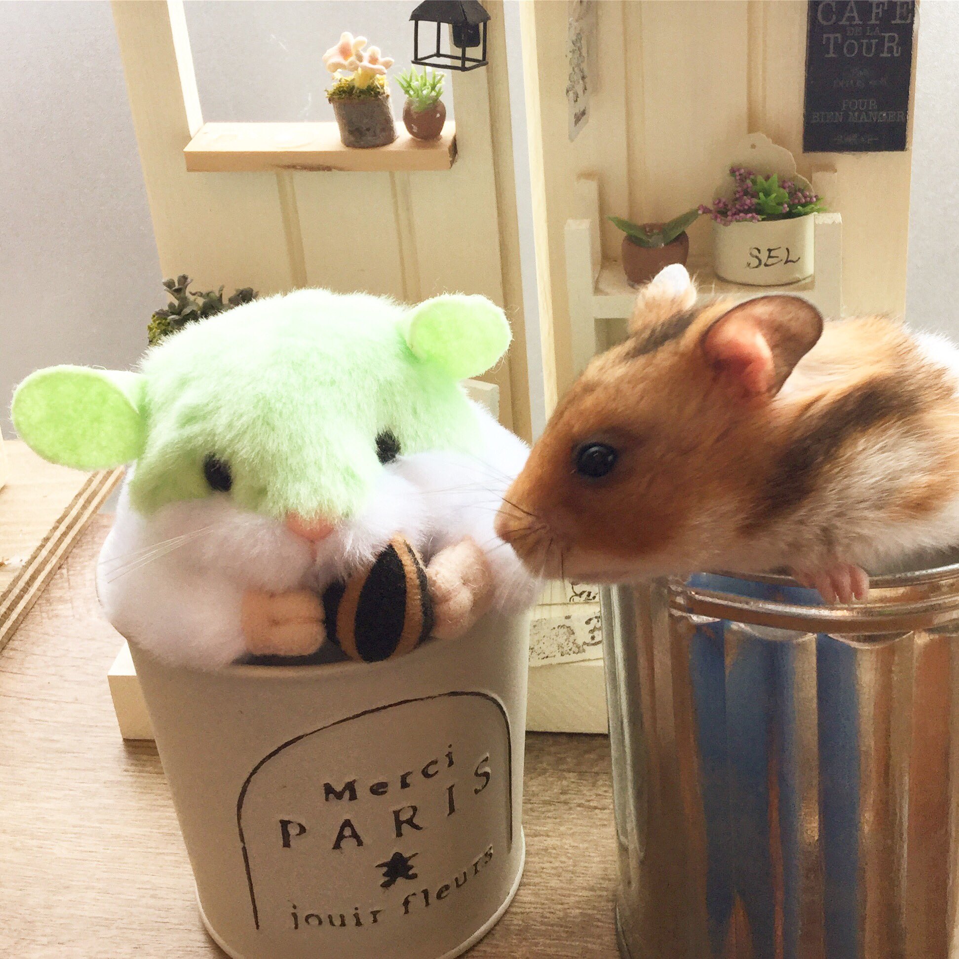 توییتر ハムスターカフェ Mogumogu در توییتر ん それはひまわりの種でちゅか 本日も元気にopenしております 皆様のお越しをお待ちしております ハムスター ハムスターグッズ ゴールデンハムスター ジャンガリアン ロボロフスキー はむけつ