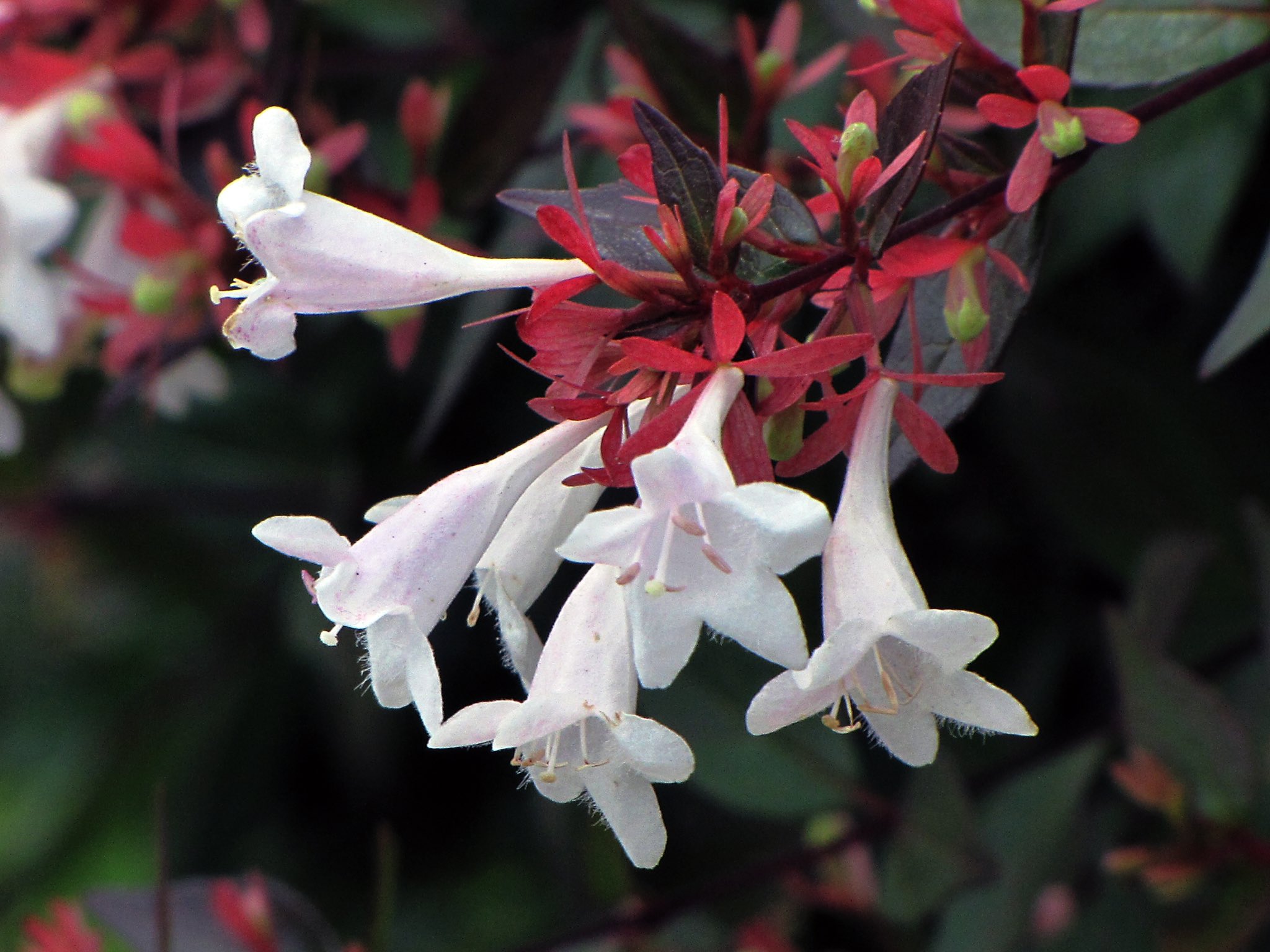 毎日花言葉 Babiesbreath08 Twitter