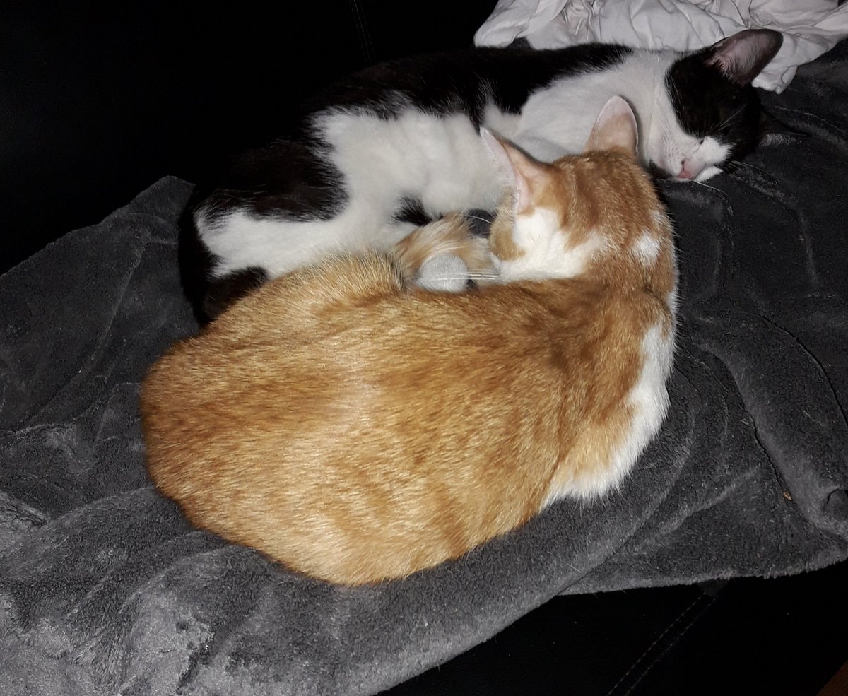 7b810cbf0c13139's tweet photo. 😻 Mama und Papa machen auch nen #PowerNapp https://t.co/Ks7Zvd7c1q