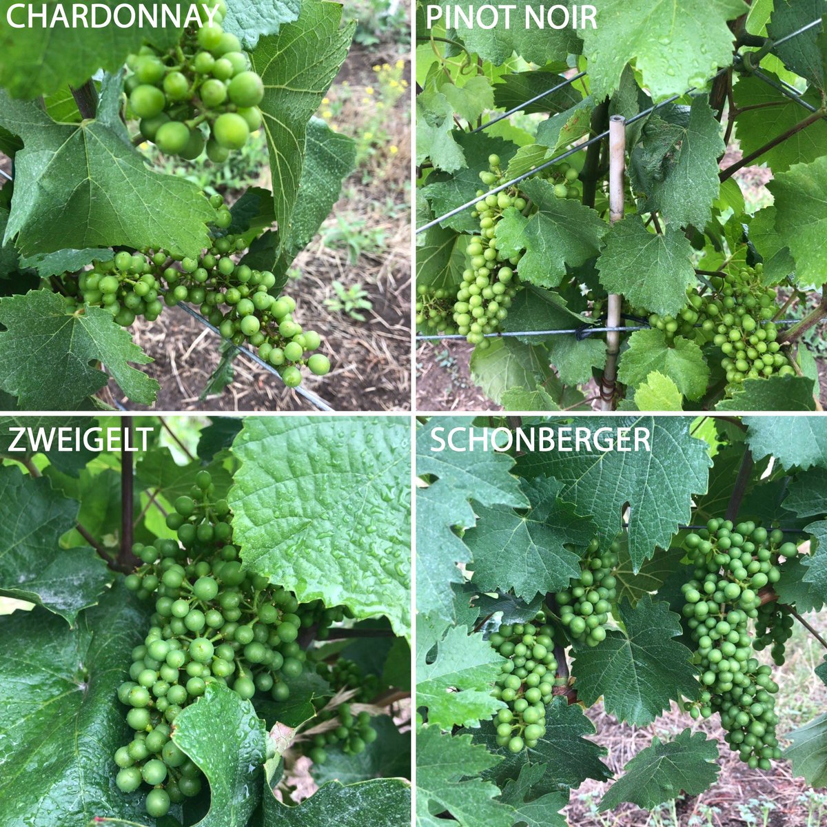 RocheWines's tweet photo. Fruit set is looking great at Domaine Roche, just imagine these little beauties in your wine glass next year!
#gograpesgo #teamroche #babygrapes #vineyard #naramatabench #organicallyfarmed #familyowned #bcwine #wine #winecountry https://t.co/wBVckIHNqf