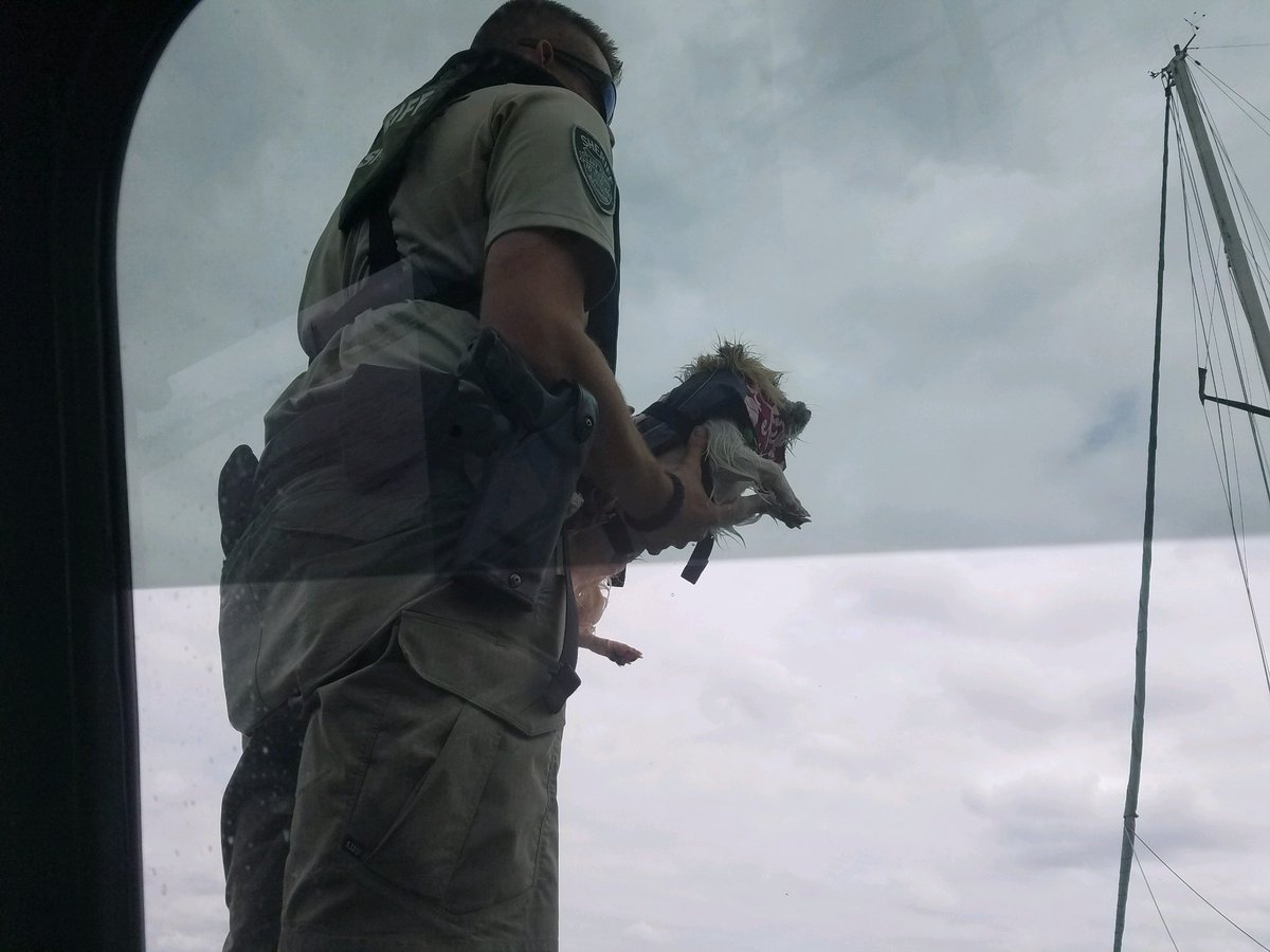 Maggie_Vespa's tweet image. Meet Ollie, the very good doggo who survived falling off a sailboat on the Columbia today because he wore his life jacket!! 🐶🌊❤️

Hats off to @ClarkCoSheriff for fishing him out of the water &amp;amp; bringing him back to his owners 👏👏👏