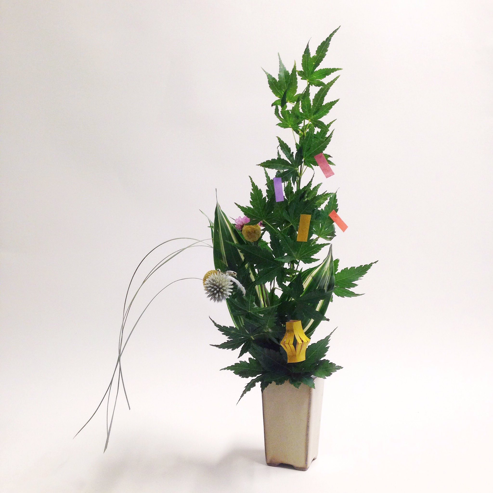 Ohana 仙石本家on Twitter 月日のお花七月七日 七夕の節句https T Co Eamofnwvnx Twitter