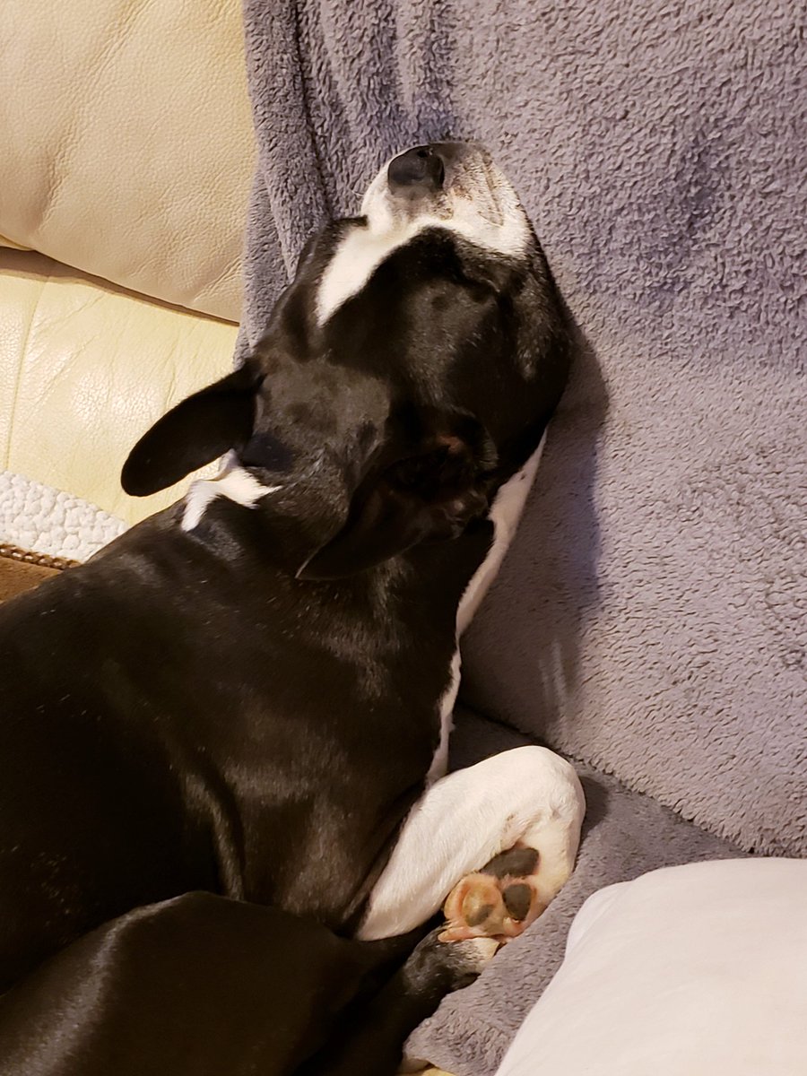 OneEyedBug's tweet photo. I think I like #yoga now. It's good for the stretchies. I call this pose #UpwardFacingDog #BostonTerrier #Zen #Omm #OneEyedBug https://t.co/5n99xd4B9I