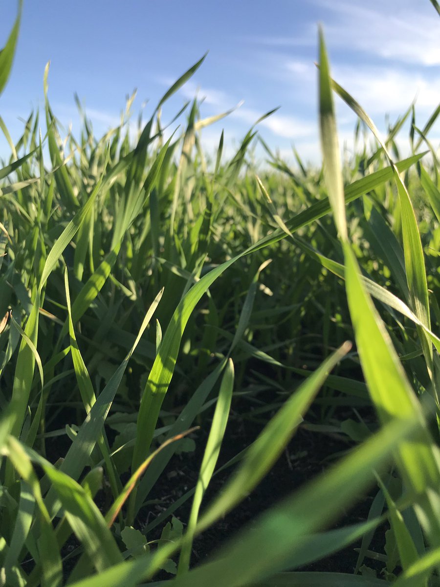 AimeeKilpatric2's tweet photo. 6 week winter wheat. No fert down, just BSN seed primer. Tissues taken for traces program. Black peat soil, high PH. Still broke the roots digging them up. #wheat #plant19 #southaustralianfarmers #BSN #Seedvigor https://t.co/xG3MEMJ4DV