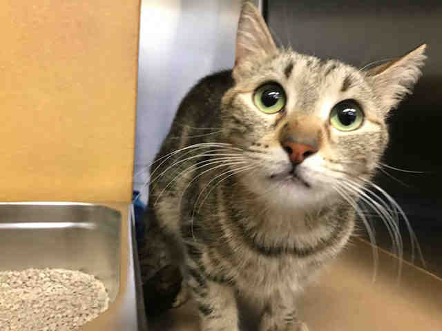 PetfindToronto's tweet image. #BURNHAMTHORPE #RATHBURN #RENFORTH Pls RT2unite #FOUND #CAT-7/4 #Toronto Animal Services A838096 #WEST 416-338-6271 Brn tabby DSH/F/?Age