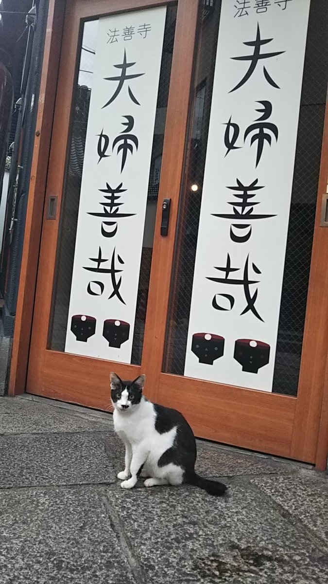 朝の法善寺でまったりしている猫。
人になれてるのか近づいてもあまり警戒しない(^^) 