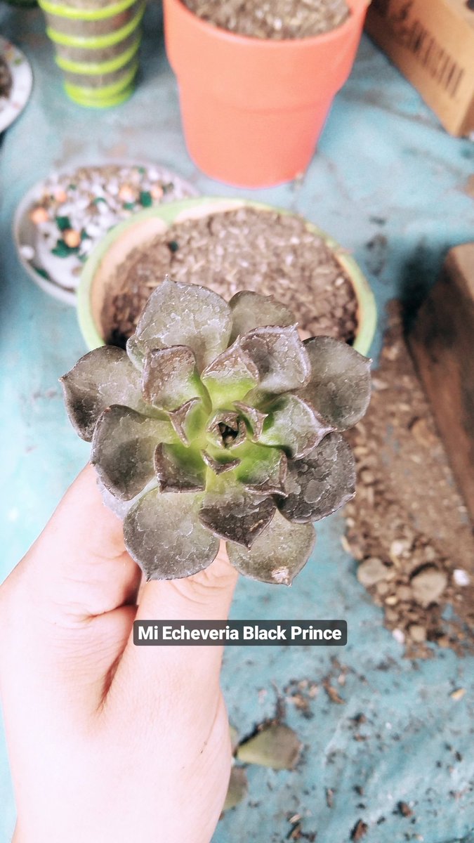 #Echeveria #BlackPrince #succulents #succulentslover #CactusTweets_