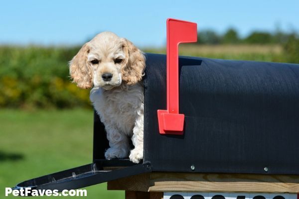 PetFaves's tweet photo. The Best Subscription Boxes for Pets and Pet Parents https://t.co/JSHCOJQcdi https://t.co/DFhNi3iobu
