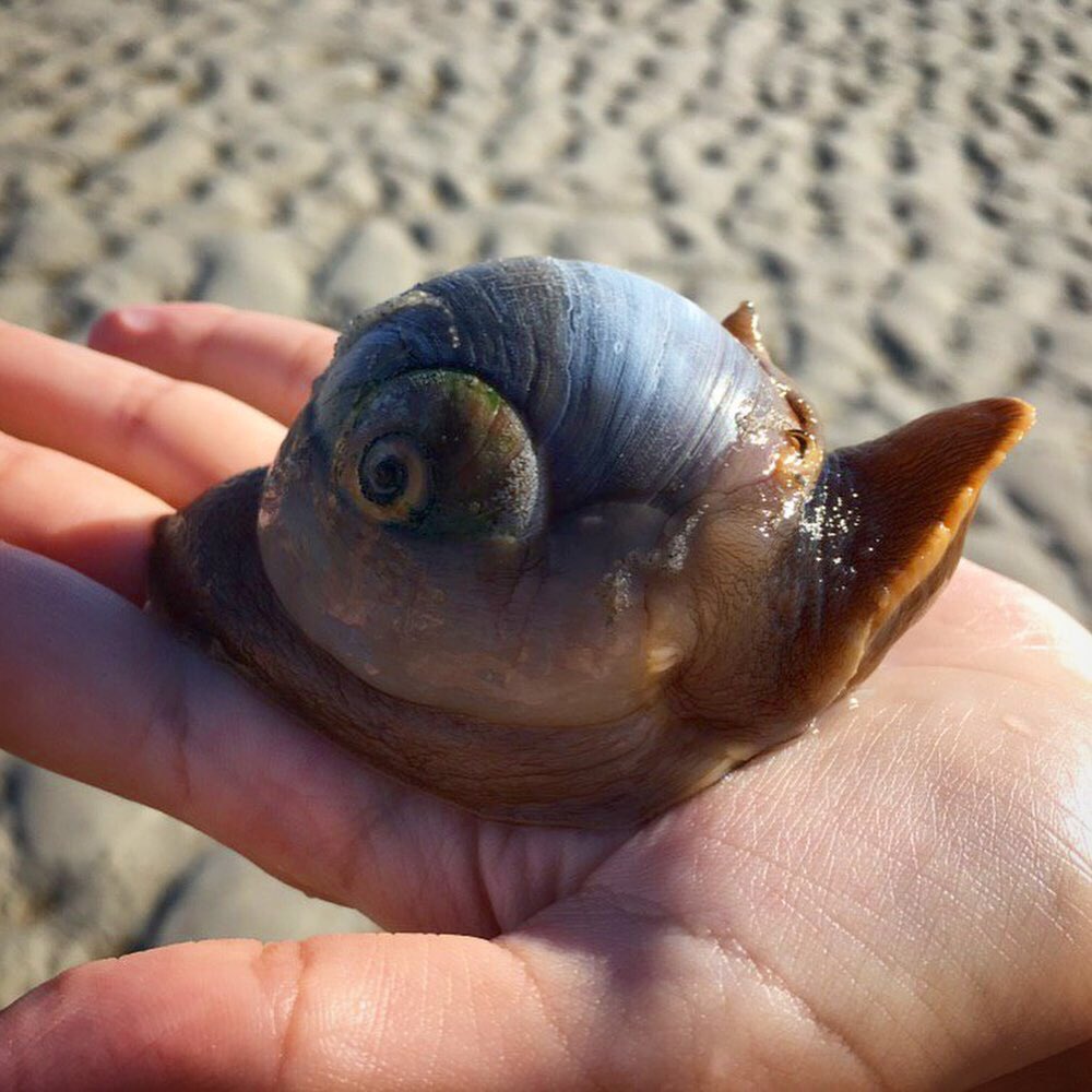 JacquelineWMUR's tweet photo. #Ocean Critter of the day: this #HUGE “moon snail!”😮🙌 Found this big guy on our way out to the sandbar at #lowtide. Last pic shows the “usual” size of the snails when we find them 🐌 #snail #moonsnail #capecod #beach #ocean #nature #wow #amazing #wmtw #vacation https://t.co/2tA5sUuoPU