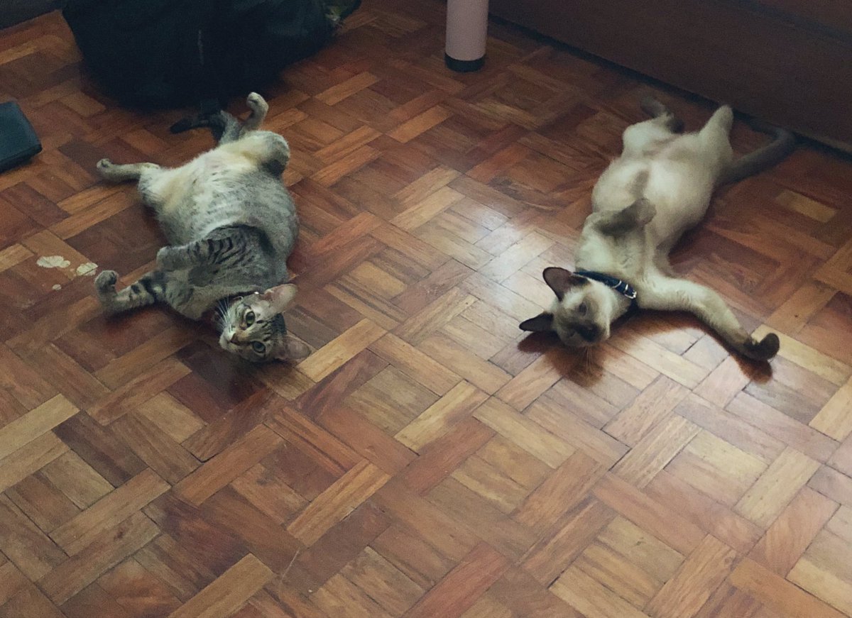 pappudeleon's tweet photo. Melted cats #tunaw https://t.co/3t3CYLmGol