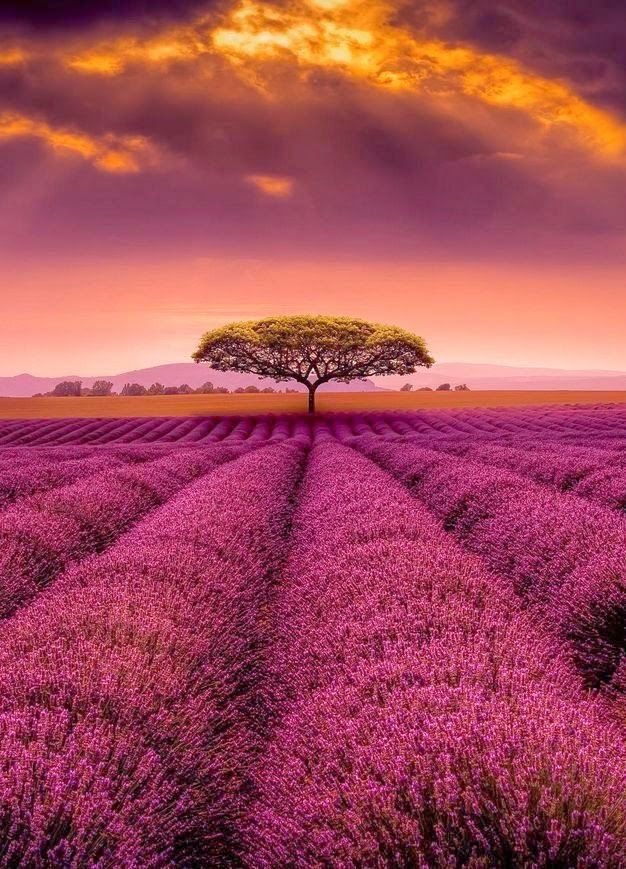 JeanetteEliz's tweet image. Goodnight Everyone &amp;amp; Sweet Dreams 💞🌺💕