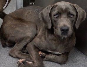 Cane Corso Rescue At Canecorsorescue Twitter