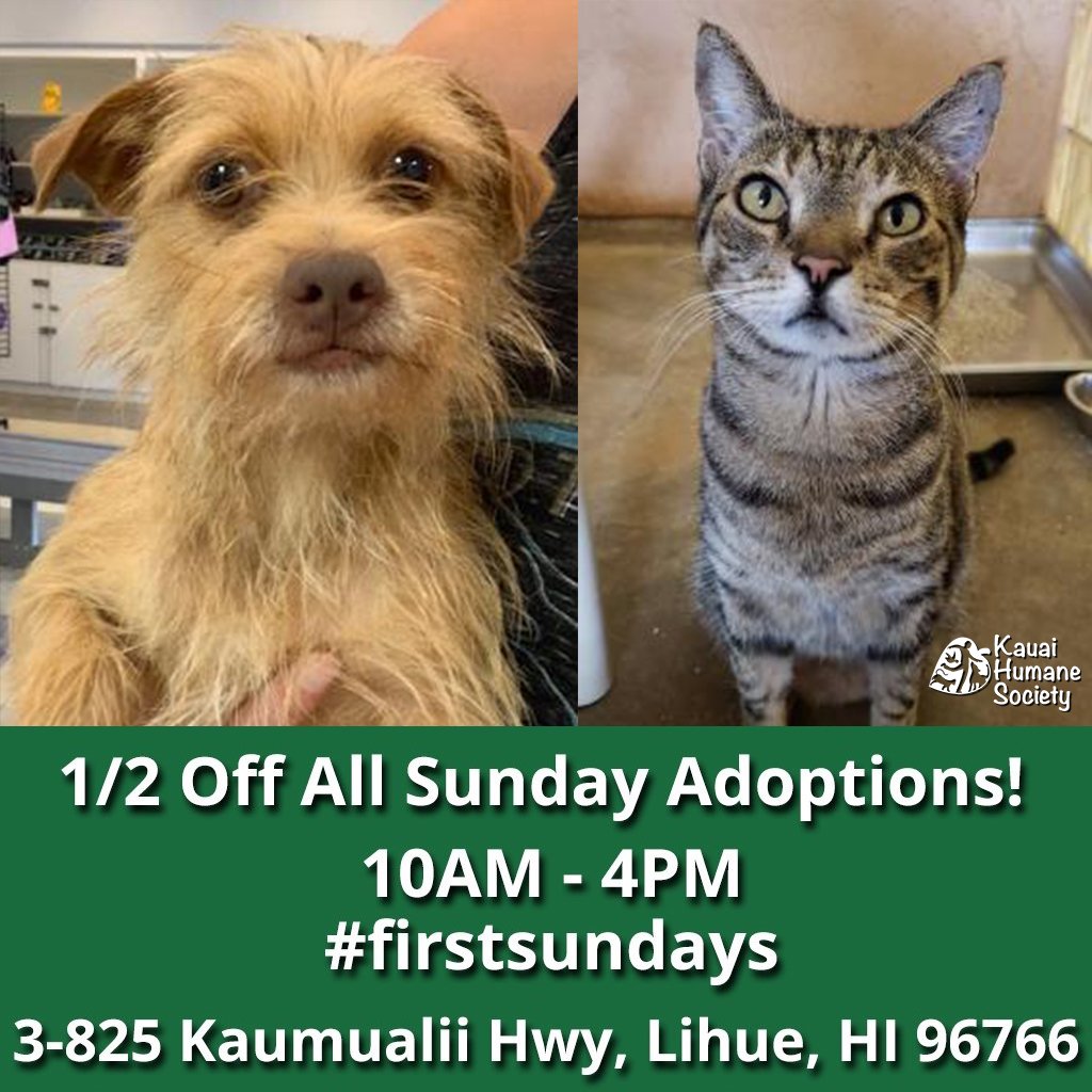 kauaihumane's tweet image. Tomorrow we celebrate first Sundays and 1/2 off adoption fees! All adoptions this Sunday will be half off from 10AM - 4PM and our dogs and cats can't wait to meet you. #firstsundays #adoptdontshop #alohaforanimals #kauai