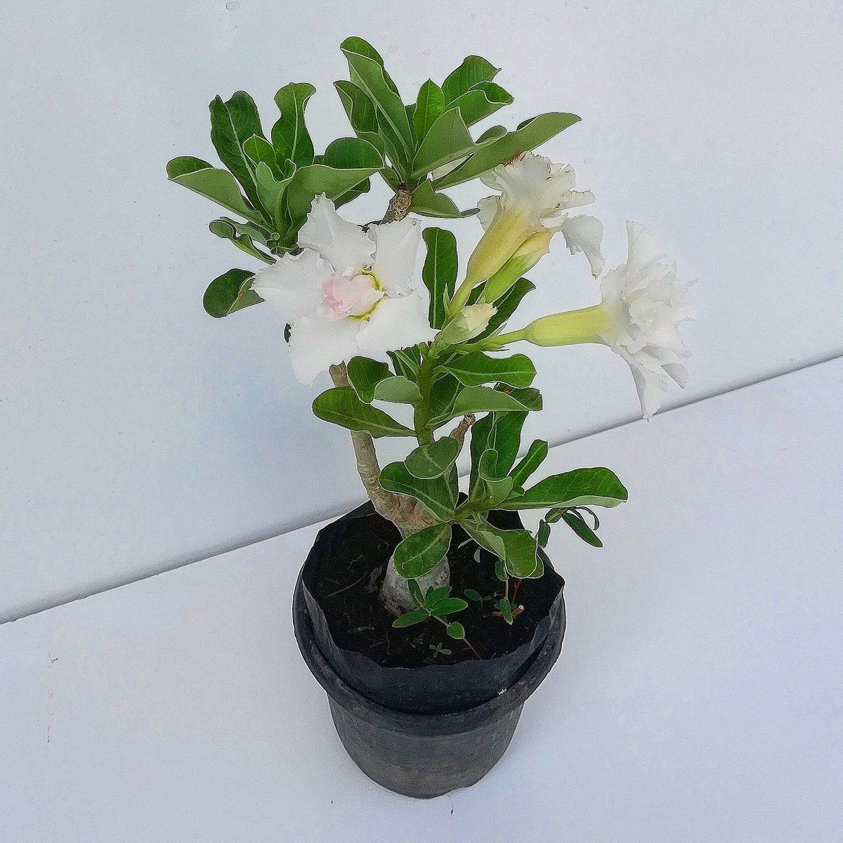 rajsol29's tweet photo. Buy Adenium Grafted White Flowers https://t.co/huMExVNUiN
#RajGardenPlants #adenium #adeniumred #adeniumflower #adeniumplant #adeniumflower #adeniumflowerplant #Adenum #adinum #AdeniumGrafted #Adeniumwhite #whiteadenium #flower #flowerplant #flowerplants #outdoorplants #Garden https://t.co/ABhYTd8lfU