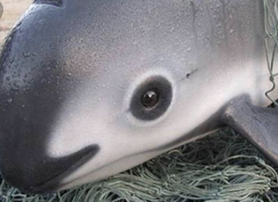 wa_workshop's tweet photo. HAPPY #vaquitaday MFS. BOYCOTT SALTWATER FISHING. THERE ARE LESS THAN 12 OF THESE THINGS. IF YOU THINK YOURE HELPING THE PLANET BY BEING PESCATARIAN, DO UR RESEARCH. OVER 50% OF OCEAN PLASTIC IS COMMERICIAL FISHING NETS NOT STRAWS U ABSOLUTE HOOLIGANS. https://t.co/58BsXJMG9t