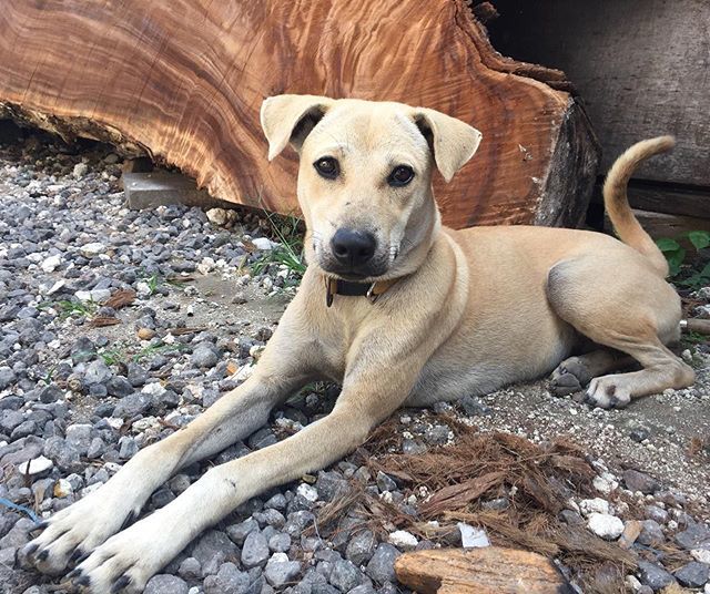 ILoveBaliDogs1's tweet photo. Happy Sunday from Komi!

This stray mama from Kerobokan is now fully recovered after a long hospitalization at Sunset Vet from suffering blood parasites, some internal bleeding and infection. 
Komi now is fine and has her vaccinations and has been steril… https://t.co/g0VLC7kwTq https://t.co/5TaD10ErcI