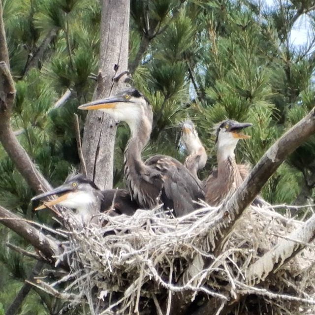 #Heron #Nest Update

I've finally managed to confirm there are four adolescent herons in that increasingly crowded nest... The parents are a less consistent presence as they're constantly out rummaging up food for their growing brood. The young ones alwa… ift.tt/2L6Yvjs