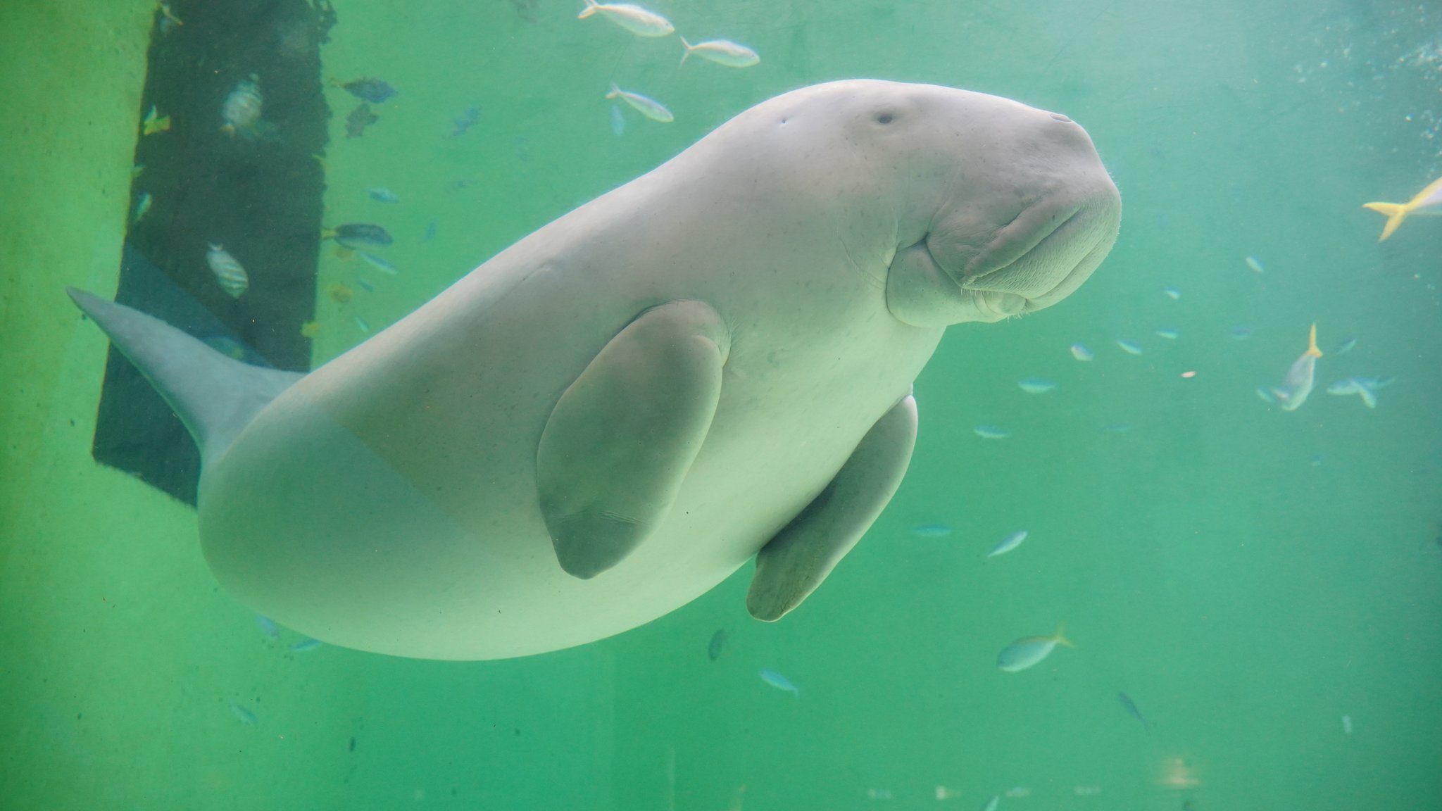 三十路の人魚姫 Twitter Search Twitter