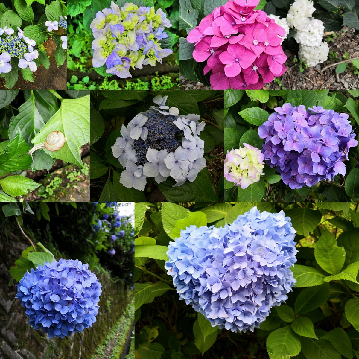 O Xrhsths Vif ハンドメイドアクセサリー Sto Twitter 額田園地あじさい園 まりのようにポンポン咲いてる紫陽花がかわいくてきれいで みごとなあじさいロードオススメです ぬかた園地あじさい園 は生駒山上遊園地の近くです