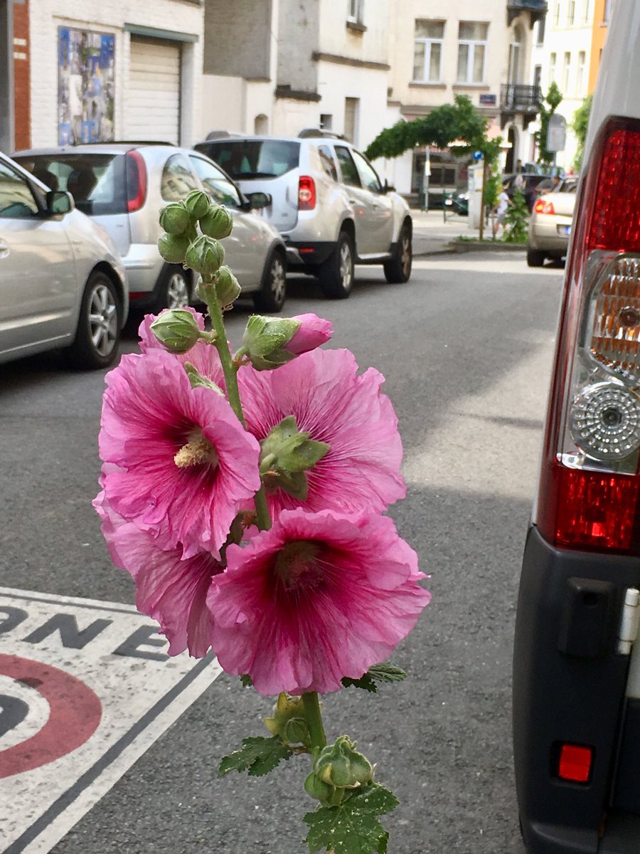 AnaCoelhoBXL's tweet photo. Roses trémières Bruxelloises
#StreetsOfBrussels
#StreetPhoto https://t.co/bbY4qhH8Yw