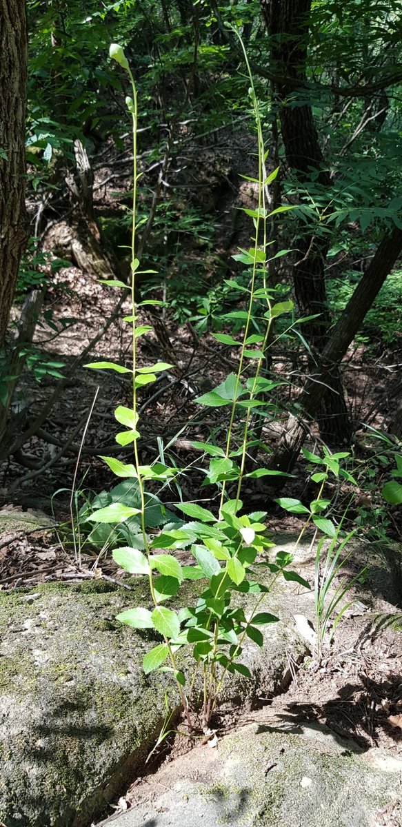 개마고원 화전민 (@ahs2352) on Twitter photo 