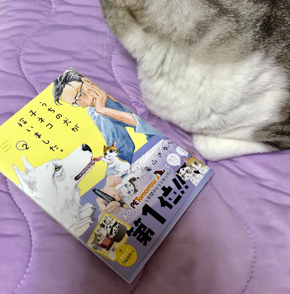 うちの犬が子ネコ拾いました Twitter Search うちの犬が子ネコ拾いました Twitter Search