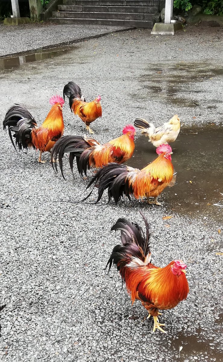コッコ Pa Twitter 境内の中を餌を探して歩いていた鶏達 昨晩から雨が降り続き体はびしょびしょ あの餌入れは 設置されてすぐに無くなりました 神社にいる鶏も鳩も飛んでくるカラスも神社の物だと仰っていた神主さん みんなお腹が空いてます 谷保天満宮