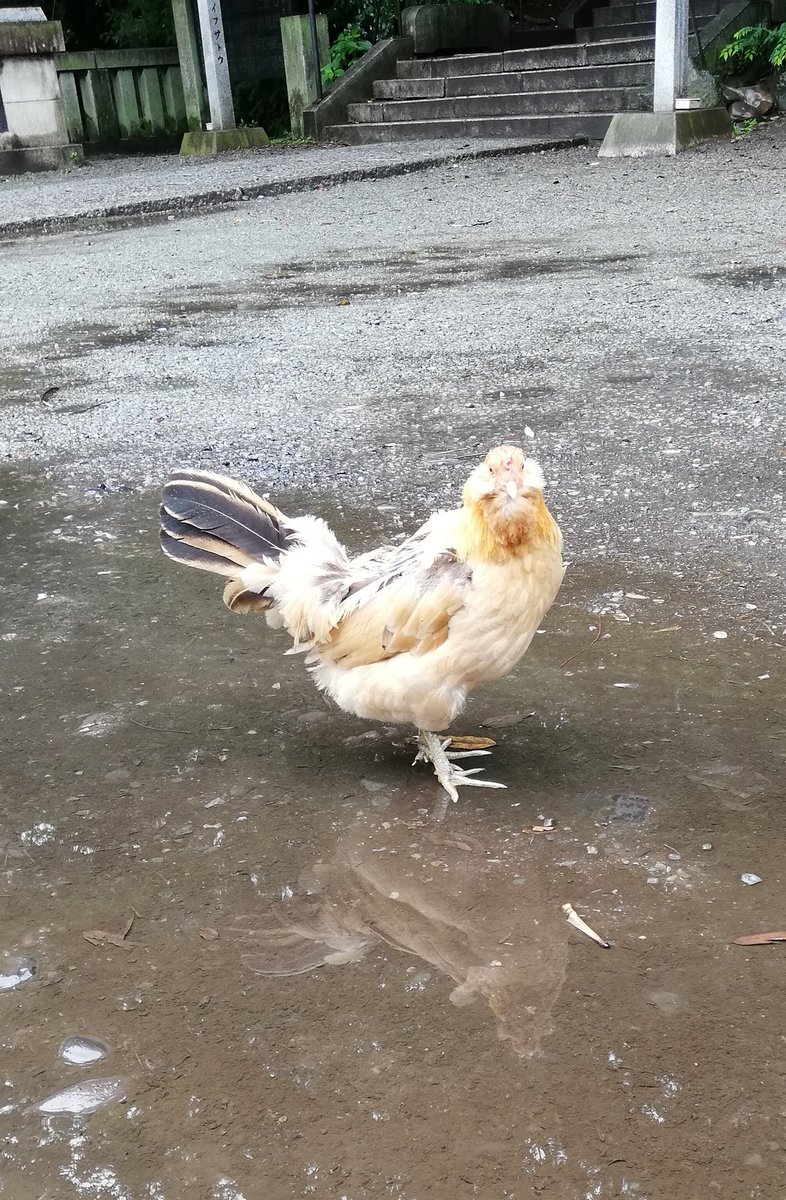 コッコ Pa Twitter 境内の中を餌を探して歩いていた鶏達 昨晩から雨が降り続き体はびしょびしょ あの餌入れは 設置されてすぐに無くなりました 神社にいる鶏も鳩も飛んでくるカラスも神社の物だと仰っていた神主さん みんなお腹が空いてます 谷保天満宮
