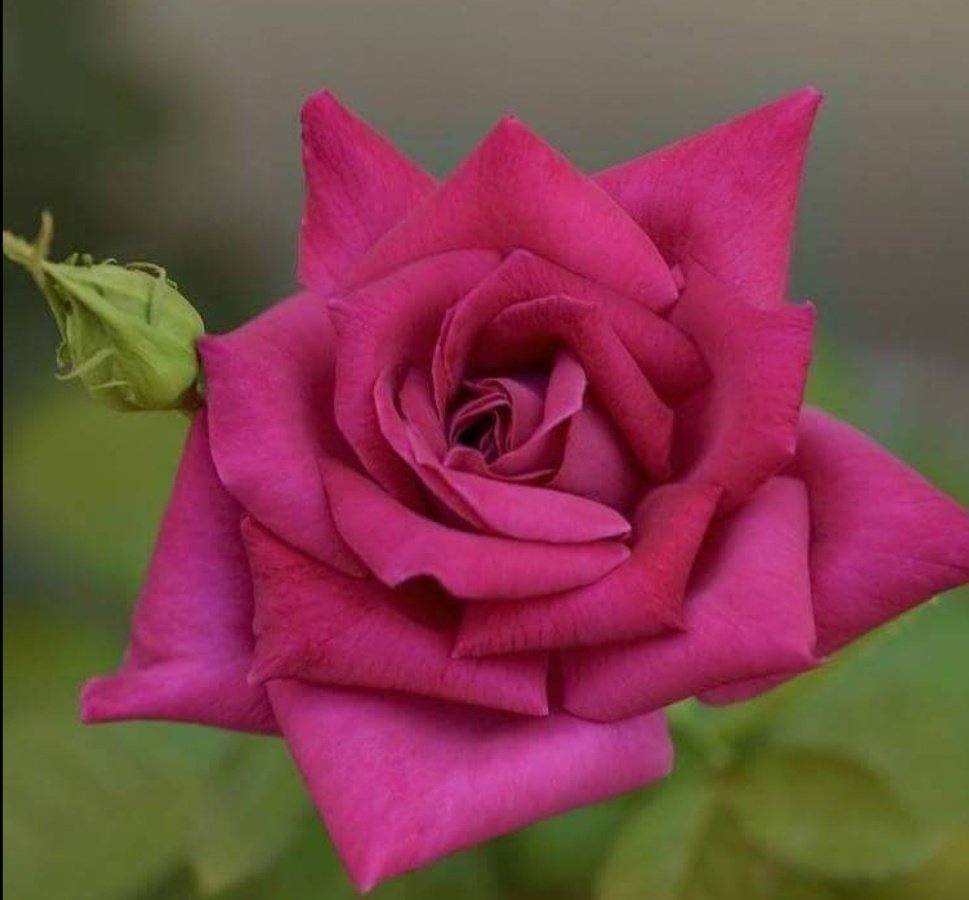 ابتسم ليحمل صباحكَ فرحآ.♡♡
*..صباح الخير* 💜🍃🕊