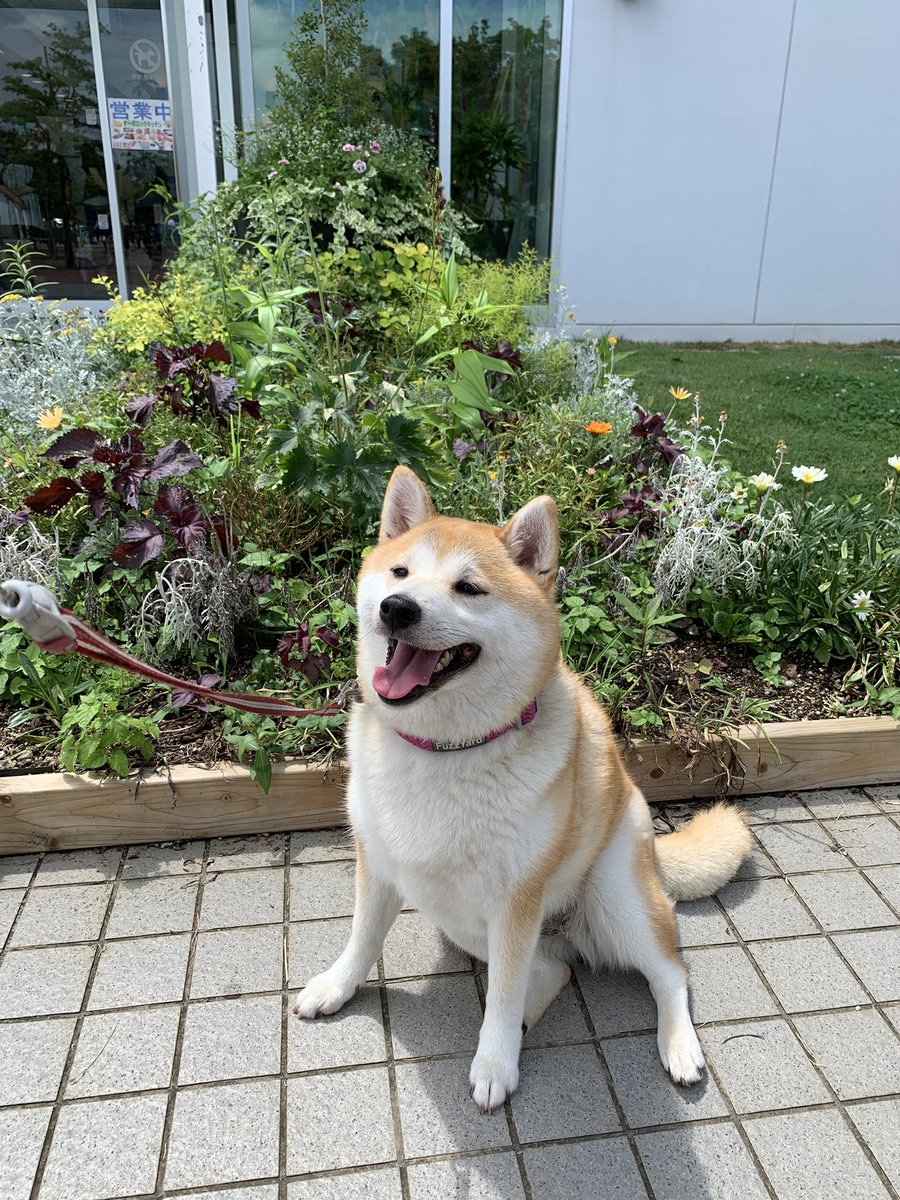 柴犬 茶子 福 昨日の午後近くの公園 フラワーパーク にお散歩 暑くてバテバテ おやつを待つ茶子 女の子座りが 暑すぎて日陰へ逃走 朝の山散歩に続いて 昼間も暑い中連れまわされてぐったりの茶子 そのまま就寝 柴犬 茶子 福 昨日の午後近くの公園 フラワーパーク にお散歩 暑くてバテバテ おやつを待つ茶子 女の子座りが 暑すぎて日陰へ逃走 朝の山散歩に続いて 昼間も暑い中連れまわされてぐったりの茶子 そのまま就寝
