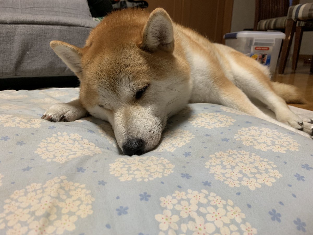 柴犬 茶子 福 昨日の午後近くの公園 フラワーパーク にお散歩 暑くてバテバテ おやつを待つ茶子 女の子座りが 暑すぎて日陰へ逃走 朝の山散歩に続いて 昼間も暑い中連れまわされてぐったりの茶子 そのまま就寝 柴犬 茶子 福 昨日の午後近くの公園 フラワーパーク にお散歩 暑くてバテバテ おやつを待つ茶子 女の子座りが 暑すぎて日陰へ逃走 朝の山散歩に続いて 昼間も暑い中連れまわされてぐったりの茶子 そのまま就寝