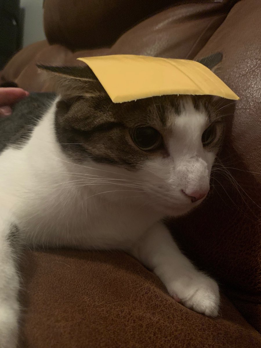 XanderDLewis's tweet photo. #NotTheCheese! https://t.co/QYxMXgwTsS