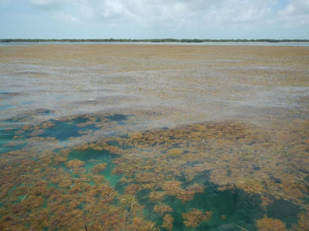 Innovation2's tweet image. The largest bloom of macroalgae in the world stretches from West Africa to the Gulf of Mexico #brownmacroalgae #macroalgaebloom #Sargassum #USouthFlorida #FloridaAtlantic #GeorgiaTech innovationtoronto.com/2019/07/the-la…