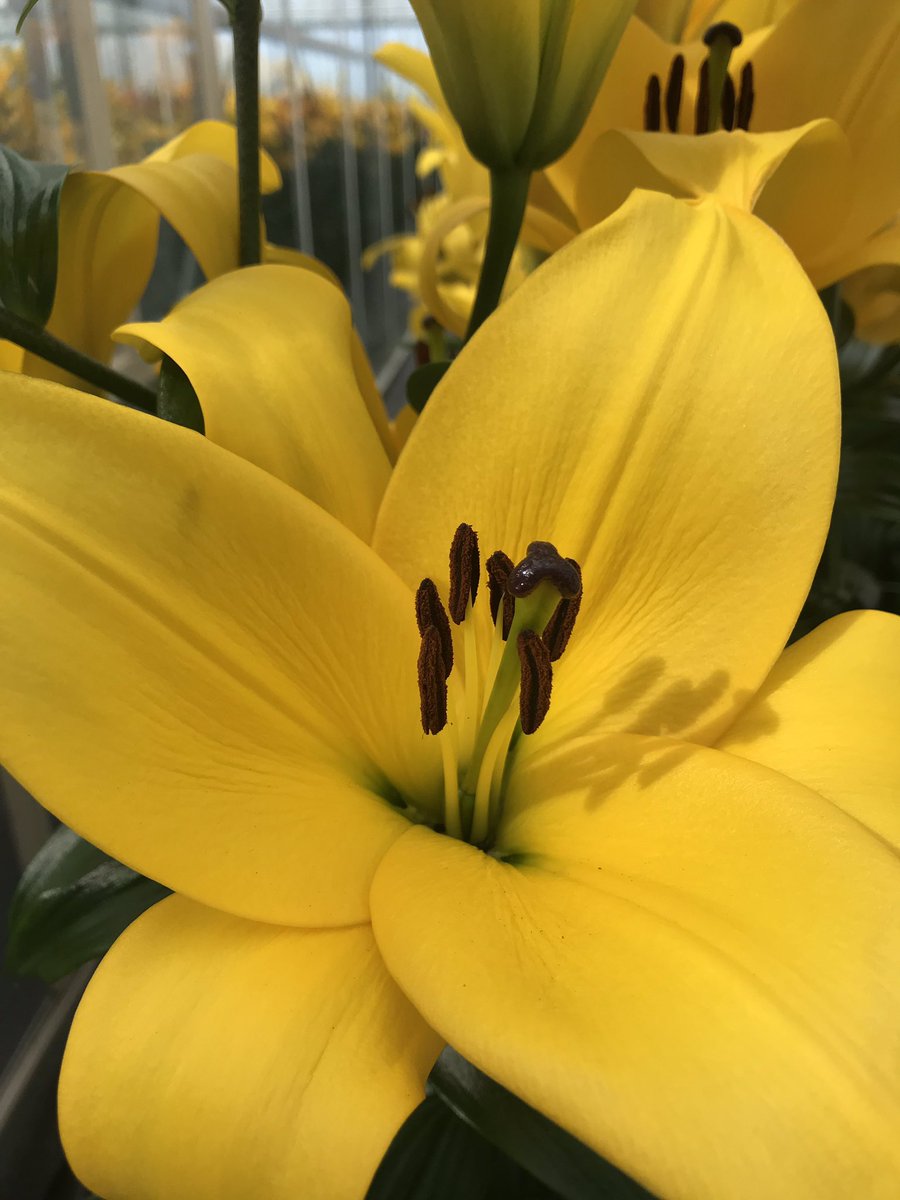makbreeding's tweet photo. New variety added to website.
Yellow lily. TA KESLO
https://t.co/lWHKvj87ON https://t.co/IWospgeJcf