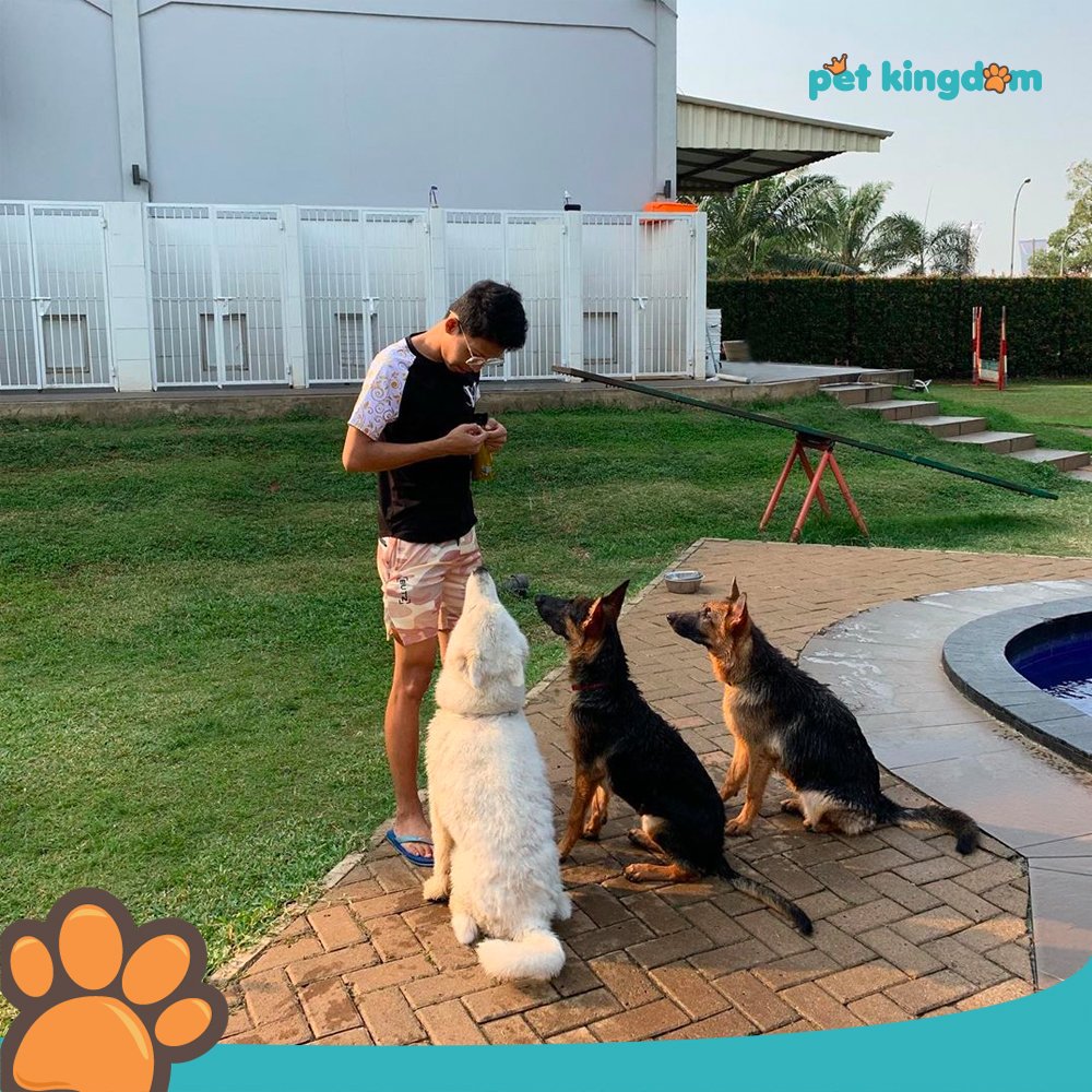 It's when Sky, King, and, Queen really paid attention to their human when they were at Pet Kingdom's playground ^^ 

Regram from <a href="/woof/">⚡ W O O F ⚡</a>.castle on Instagram.