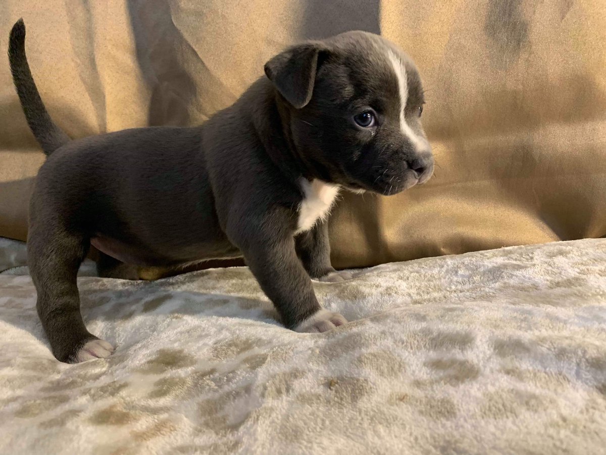 Hunny_Bunnie98's tweet photo. This babygirl will be ready to come home to my dad at the end of this month! Thank you to those who donated for his PTSD puppy! We are still taking in donations ❤
#armyveteran #24yearsofservice #PTSDAwareness #servicedog https://t.co/1ReOmmAjtv