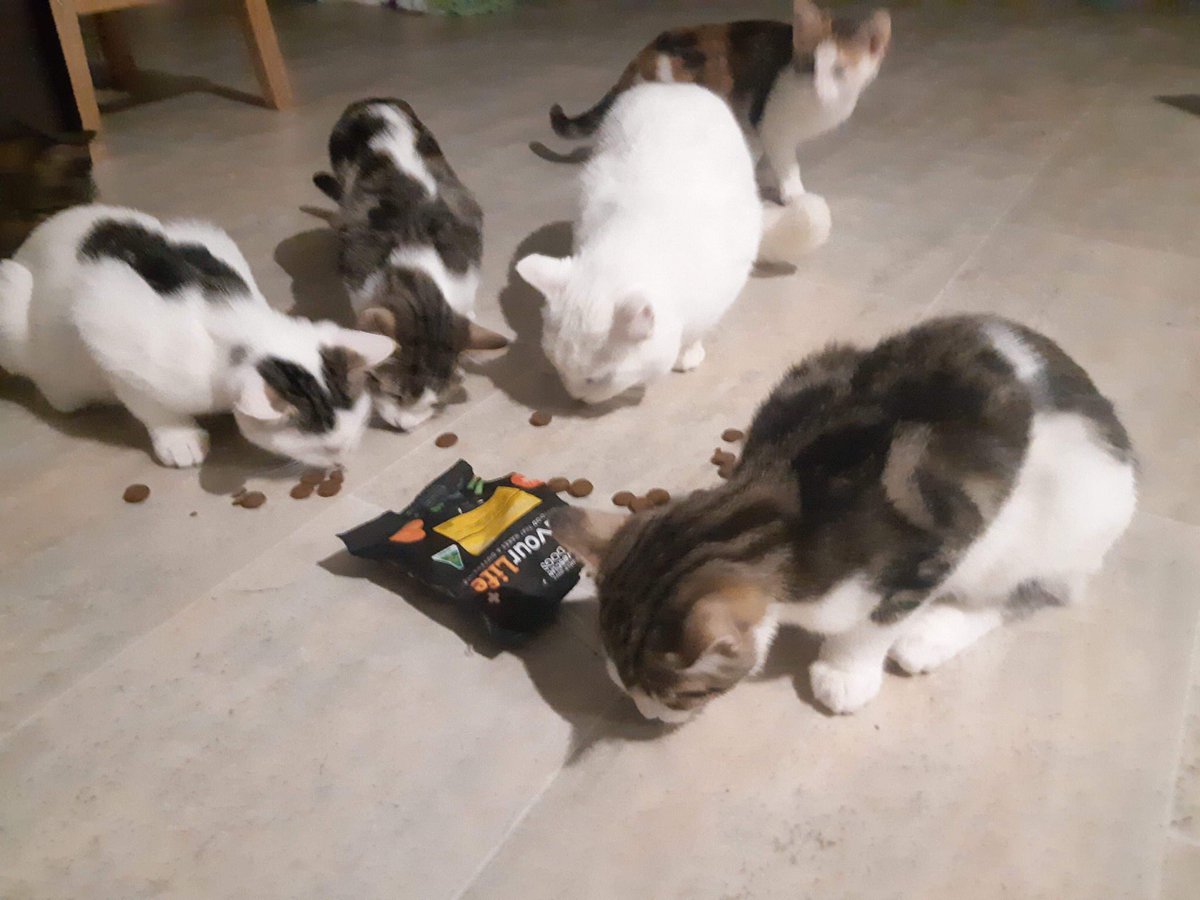WA Pet Project tweet media
