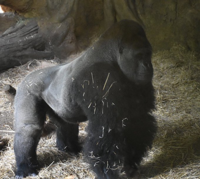 あふれゴリラのtwitterイラスト検索結果