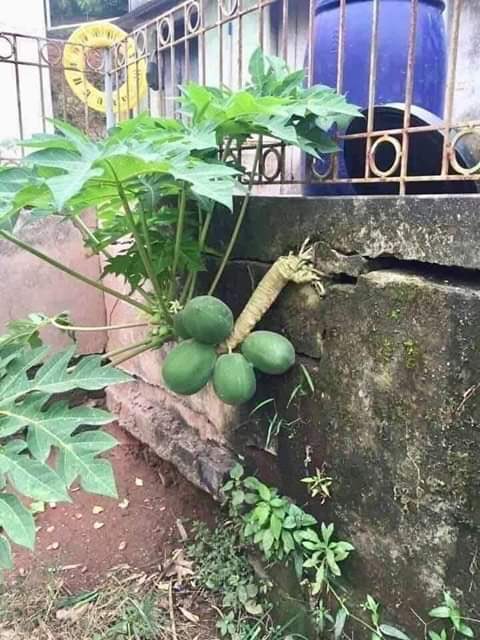 Belajarlah dari pohon pepaya ini..
Biarpun susah &amp; penuh perjuangan, Dia tetap menghasilkan &amp; menjadi manfaat 😍