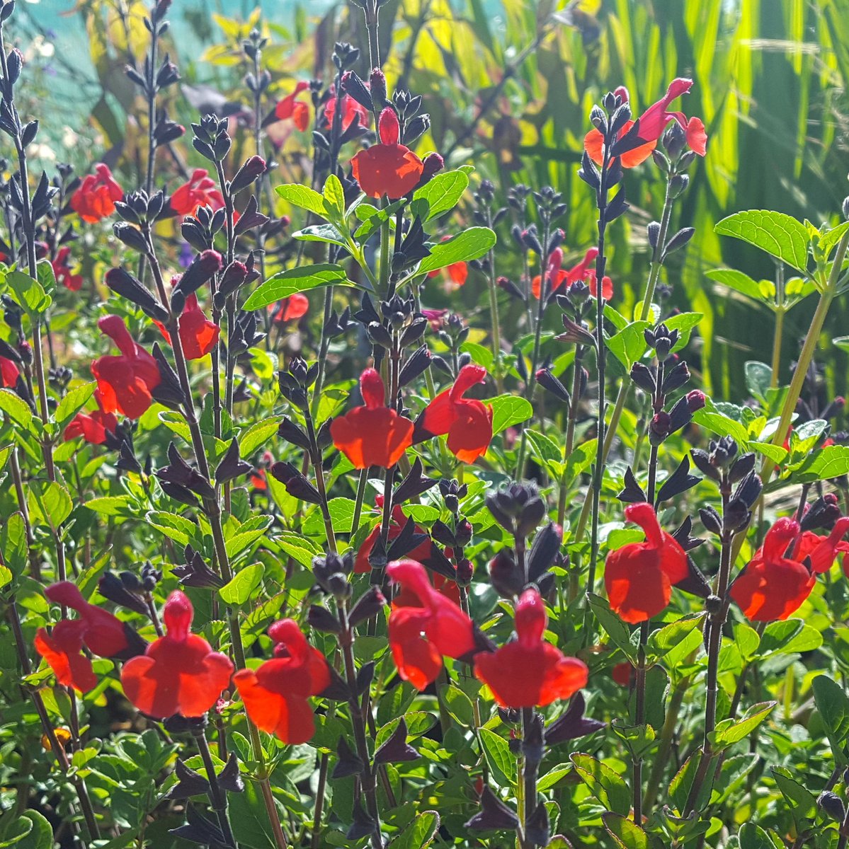 PlantPref's tweet photo. Salvia 'Royal Bumble' looking good in the sales area at the moment. It took me a while to like it but I really rate it now!
#salvia #salviaroyalbumble #shrubbysalvia #redflowers #shelteredgarden #fullsun #drainedsoil https://t.co/JXndeYN79M