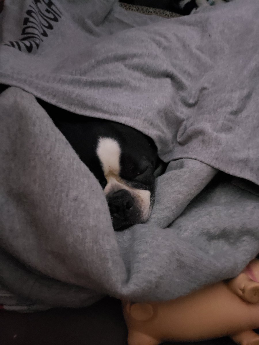 BabygirlTheBos2's tweet image. I stole moms shirt! I hope she doesn't mind, it just smells like her and I like it! ❤🧡Goodnight my sweet friends! Love you all!! 

#cozy #adorablethief #2cute #lovely #dog #dogs #doggo #doggos #pup #pups #puppy #puppies #bostonterrier