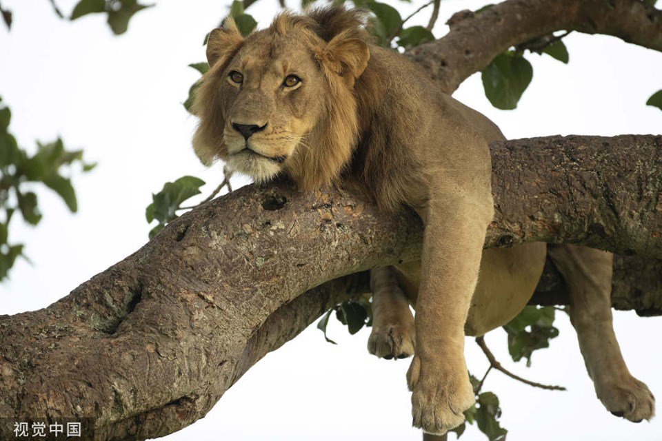 It's sweet to call the firefighters when you see a cat trapped on the tree, but it will be dangerous if it's a BIG one! 🦁 A lion is seen dozing on a tree with his legs and tail swinging in the air at Queen Elizabeth National Park in Uganda.