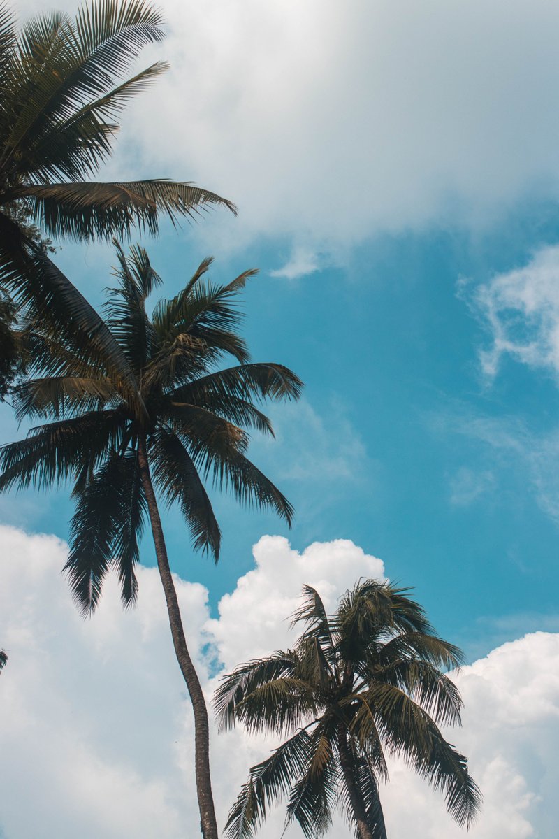Solidsurfhouse's tweet photo. As picturesque as a post card. This is Day to day life here. 😎 #solidsurfhousebali #coconutlife https://t.co/TlUCPUp3vi