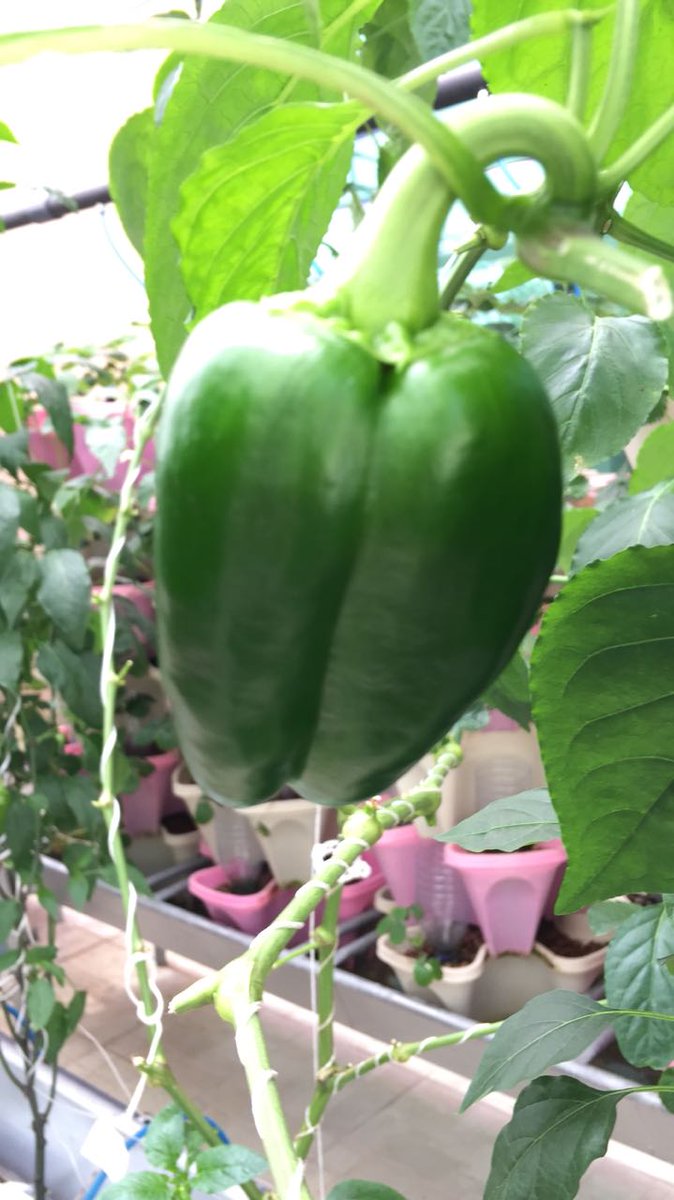 studpacas's tweet photo. https://t.co/JaI4p7MnRC

Stud Pac || Advanced Farm Engineering Solutions || +971561637077 || info@studpac-as.com https://t.co/tKbQzBCWNC