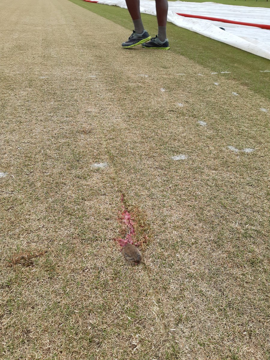 Pushed the covers off with the roller this morning <a href="/VRAcricket/">VRA Cricket Amsterdam</a> 
Unfortunately I have rolled a rat into the wicket.
Best of luck to the keepers standing up to the stumps today.
