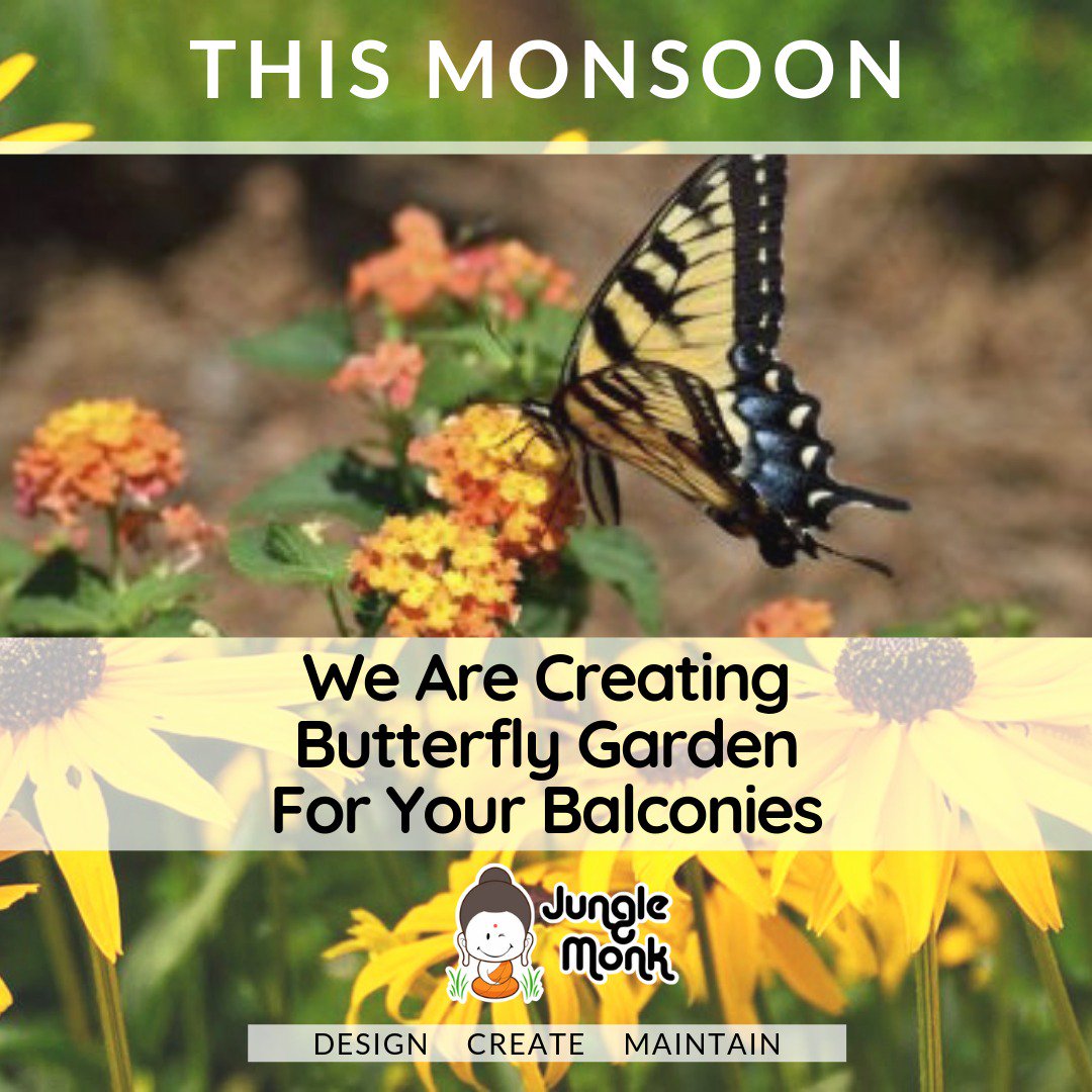 MonkJungle's tweet photo. This monsoon create a perfect nature’s nook with a Butterfly 🦋 garden on your terrace or balconies. Our specialist help create one suited to your conditions. Message us for a complimentary visit @ 9871561293

#monsoon #butterfly #Garden #Monsoon2019 #naturelovers https://t.co/1hcjVfUYHM