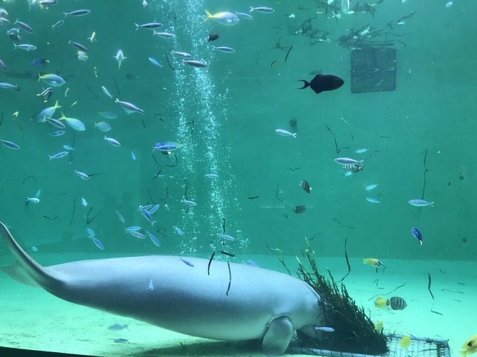鳥羽水族館のtwitterイラスト検索結果 古い順