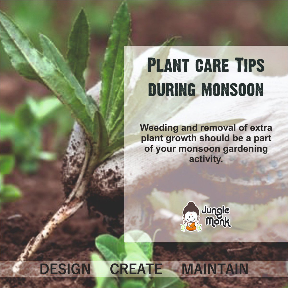 MonkJungle's tweet photo. Tips for keeping your plants healthy

#plant #care #tips #growgreen #gardening #weeding #monsoon #monsoon2019 https://t.co/rj5ZQ1VEeU
