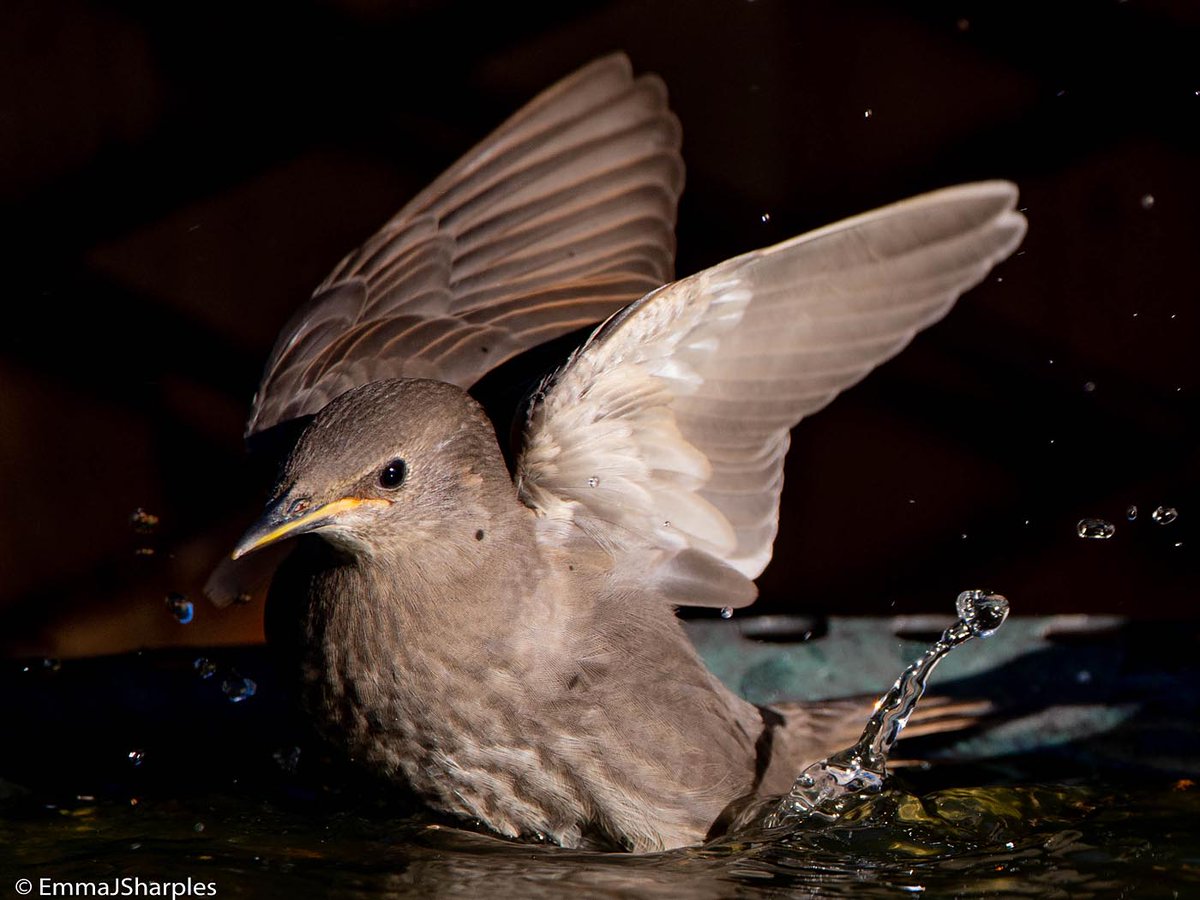 Splish Splash........💦
.
.
.
(#starlings #bathtime #bath #birds #bird #water #nature #wildlife #wild #outdoors #naturelovers #naturepic #wildlifephotograohy #photography #nikond610 #sigma150600 #garden #gardenwildlife #gardens #photography)