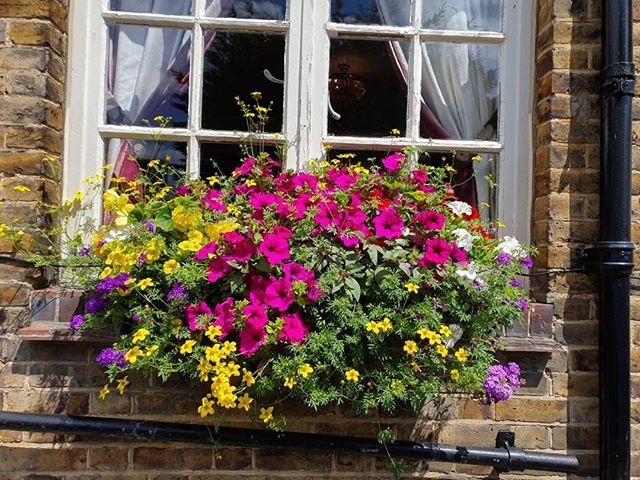 CJSPlants's tweet image. The sunny weather is being very kind to our window boxes. They are filling out beautifully #windowboxes#petunias#begonias#greeninglondon ift.tt/2L5xM76